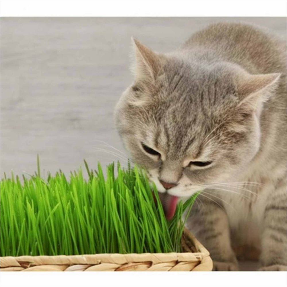 HERBE A CHAT EN BARQUETTE CAMON - 130g