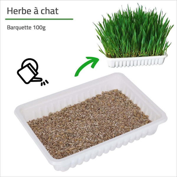 Herbe à Chat Catnip Kerbl 130 gr