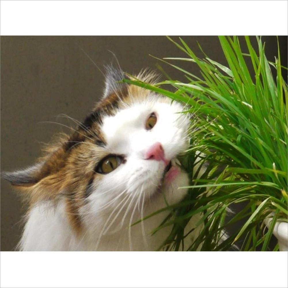 Herbe à Chat Catnip Kerbl 130 gr